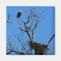 Eagle chauve par son aimant de nid