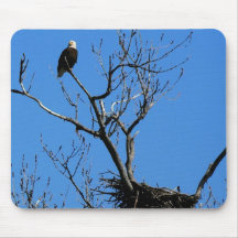Eagle chauve par son tapis de souris de nid