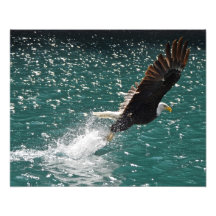 Eagle chauve pêchant un poisson photographe