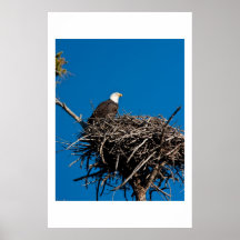 Eagle chauve poster