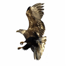 EAGLE CHAUVE VOLANT a sculpté l'aimant Photo En Relief
