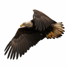 EAGLE CHAUVE VOLANT a sculpté le cadeau de faune Photo En Découpe