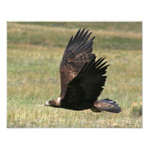 Eagle d'or en vol 11x14 horizontal tirages photo