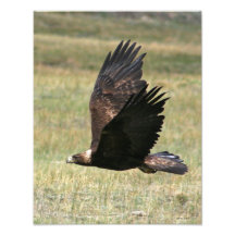 Eagle d'or en vol 11x14 photographie d’art
