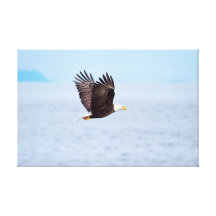 Eagle en vol toiles tendues