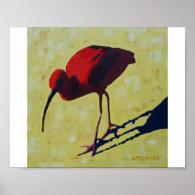 Écarlate IBIS Affiches