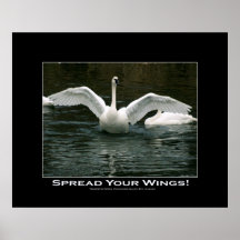 ÉCARTEZ VOTRE copie de photo de cygne d'AILES Poster