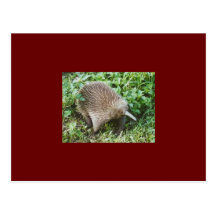 ECHIDNA CARTES POSTALES