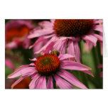 Echinacée avec l'abeille cartes de vœux