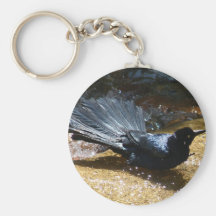 Éclaboussement de la corneille porte-clefs