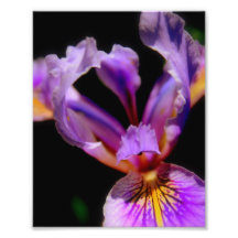 Éclaboussure de photo faite sur commande pourpre