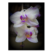 Éclaboussure pourpre carte postale