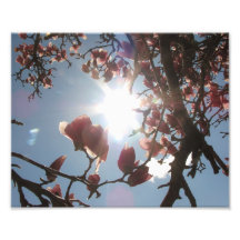 éclat de la magnolia 8x10 art photographique