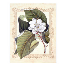 Économies du sud de mariage de magnolia blanche la invitations