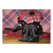 Écossais Terrier dans un Tam-o-Shanter Cartes