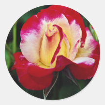 Écoulement blanc hybride de "Andeli" de rose de th Autocollant