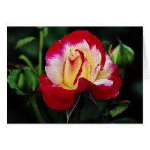 Écoulement blanc hybride de "Andeli" de rose de th Cartes De Vœux