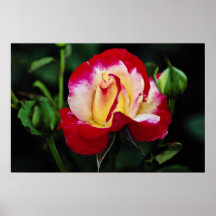 Écoulement blanc hybride de "Andeli" de rose de th Posters