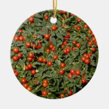 Écoulement rouge de Pseudocapsicum de solanum (cer Ornement De Noël