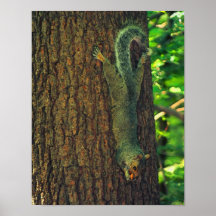 Écureuil avec l'affiche d'animal de faune d'arachi