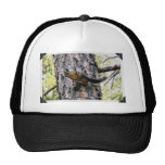 Écureuil dans un arbre casquette de camionneur