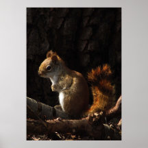 Écureuil dans une correction de lumière du soleil posters