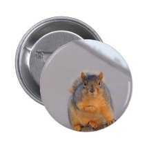 Écureuil de Fox Pin's