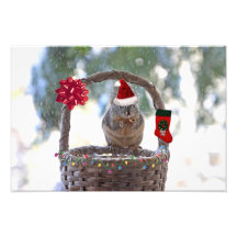 Écureuil de Noël dans le panier de Milou Photographe