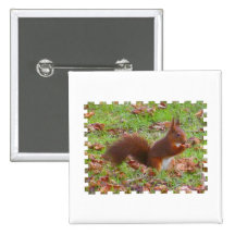 Écureuil - Ecureuil Badges Avec Agrafe