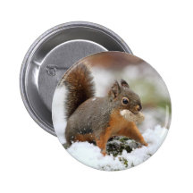Écureuil mignon dans la neige avec l'arachide badges