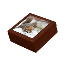 Écureuil mignon dans la neige avec l'arachide boîte à bijoux