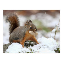 Écureuil mignon dans la neige avec l'arachide carte postale