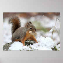 Écureuil mignon dans la neige avec l'arachide affiche