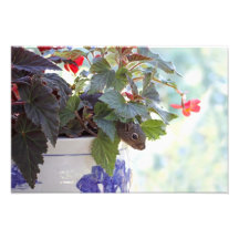Écureuil mignon dans un pot de fleur art photographique
