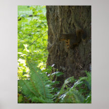 Écureuil Penseur Posters