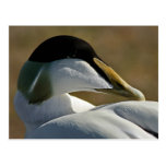 Eider Carte Postale