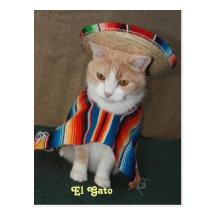 EL Gato Bubba Carte Postale
