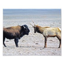 Élans de défi contre Buffalo 8x10 Photographie