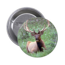 Élans de montagne rocheuse badge