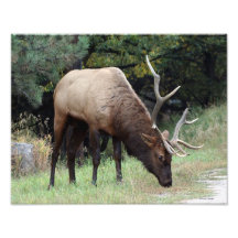 Élans de Taureau avec Antler cassé 11x14 Tirages Photo