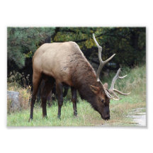 Élans de Taureau avec Antler cassé 5x7 Photographie D’art