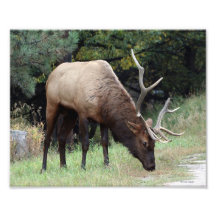 Élans de Taureau avec Antler cassé 8x10 Photographe