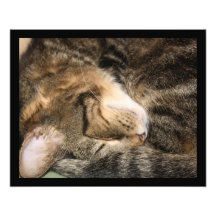 Élargissement de photo de chat de sommeil de rêves