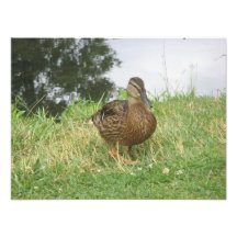 Élargissement femelle de photo de canard de Mallar