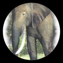 Éléphant autocollants