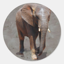 Éléphant africain adhésif