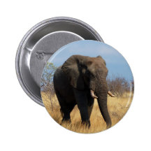 Éléphant africain badges avec agrafe