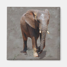 Éléphant africain magnets