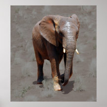 Éléphant africain posters