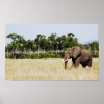 Éléphant africain - taille de dossier affiches